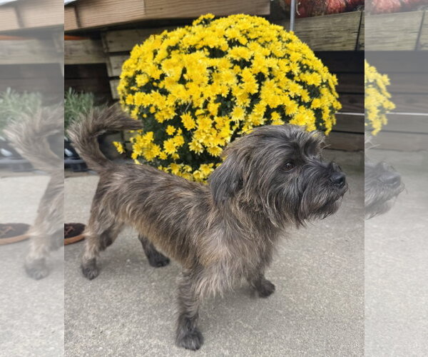 Medium Photo #3 Cairn Terrier-Unknown Mix Puppy For Sale in Sykesville, MD, USA