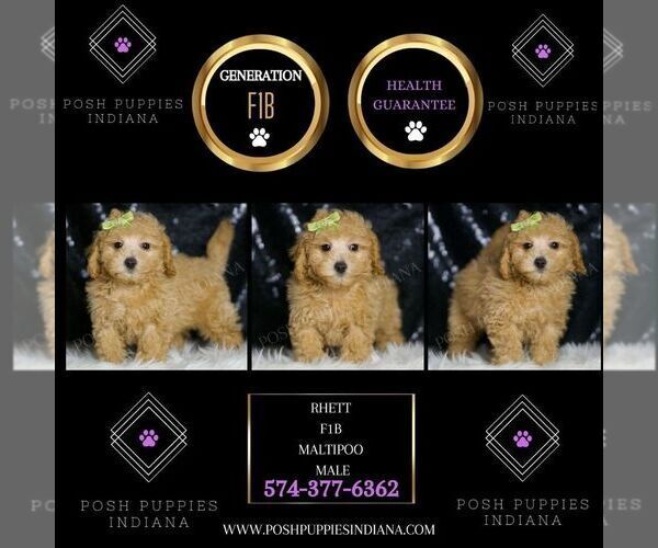 Medium Photo #73 Maltipoo (Miniature) Puppy For Sale in WARSAW, IN, USA