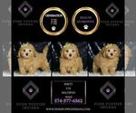 Small Photo #73 Maltipoo (Miniature) Puppy For Sale in WARSAW, IN, USA