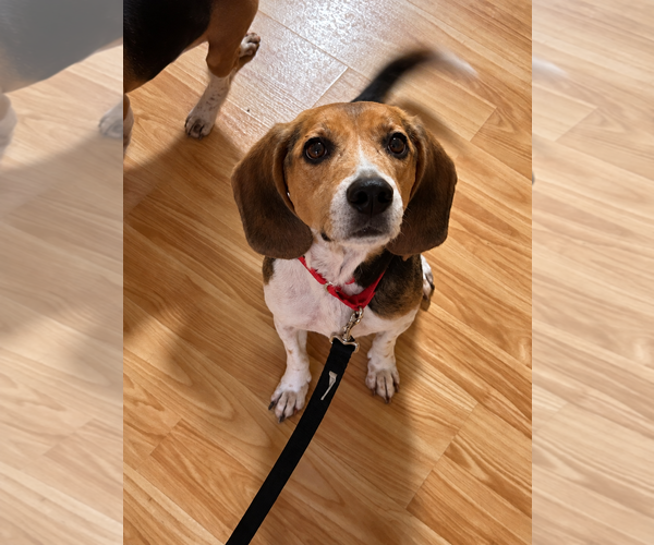 Medium Photo #1 Beagle-Unknown Mix Puppy For Sale in Dunnellon, FL, USA