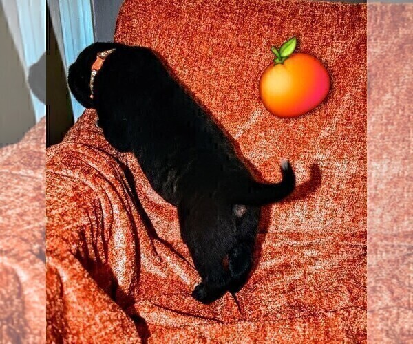 Medium Photo #10 Presa Canario Puppy For Sale in PHILADELPHIA, PA, USA