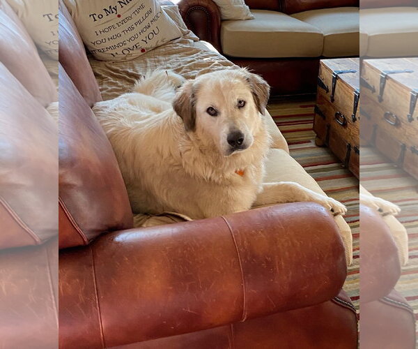 Medium Photo #3 Great Pyrenees Puppy For Sale in Dallas, TX, USA