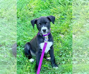 Labrador Retriever-Unknown Mix Dogs for adoption in Springdale, PA, USA