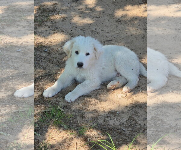 Medium Photo #3 Great Pyrenees-Unknown Mix Puppy For Sale in Dallas, TX, USA