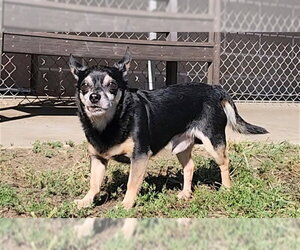 Miniature Pinscher-Unknown Mix Dogs for adoption in Springfield, MA, USA