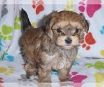 Small Photo #2 Morkie Puppy For Sale in ORO VALLEY, AZ, USA
