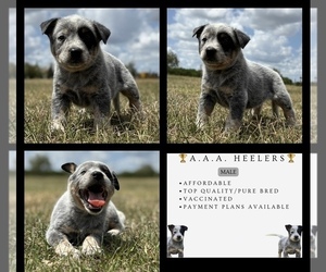 Australian Cattle Dog Puppy for sale in ZOLFO SPRINGS, FL, USA