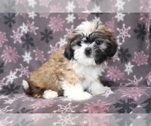 Shih Tzu Puppy for sale in SHILOH, OH, USA