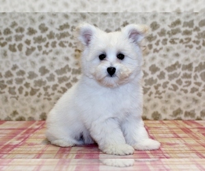 Pomsky-Poodle (Miniature) Mix Puppy for sale in DENVER, PA, USA