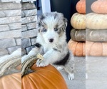 Small #3 Australian Shepherd