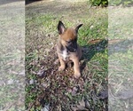 Small Photo #3 German Shepherd Dog-Malinois Mix Puppy For Sale in IRON CITY, TN, USA