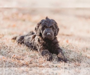 Goldendoodle Puppy for sale in KEARNEY, NE, USA