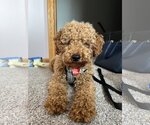 Small Photo #4 Poodle (Miniature) Puppy For Sale in St. Louis Park, MN, USA