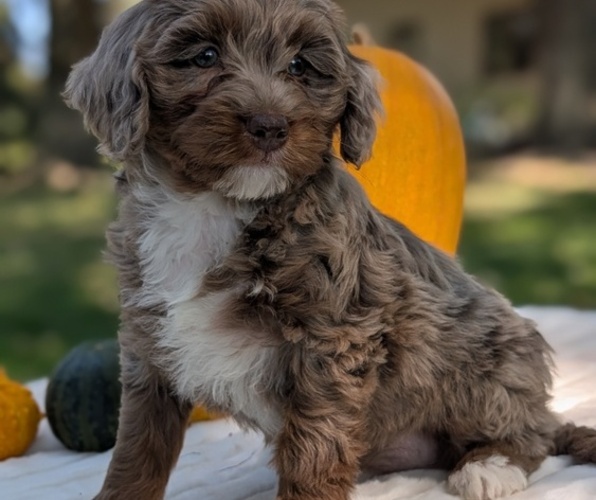 Medium Photo #8 Miniature Bernedoodle Puppy For Sale in GOSHEN, IN, USA