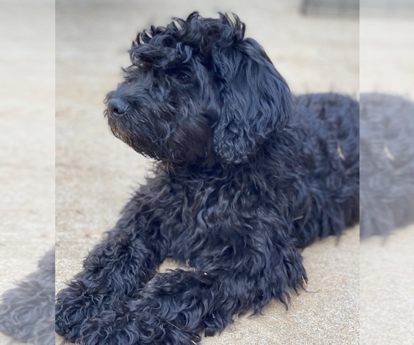 Medium Photo #6 Labradoodle Puppy For Sale in BOILING SPRINGS, SC, USA