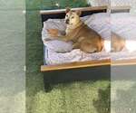 Small #1 American Staffordshire Terrier Mix