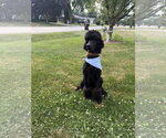 Small #1 Poodle (Standard)