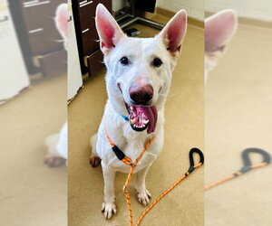 German Shepherd Dog Dogs for adoption in Derwood, MD, USA