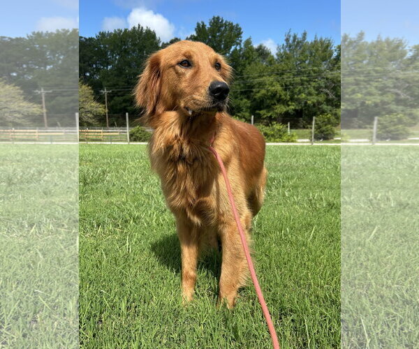 Medium Photo #5 Golden Retriever Puppy For Sale in Pacolet, SC, USA
