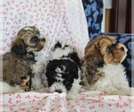 Small Photo #2 Havashu-Poodle (Miniature) Mix Puppy For Sale in QUARRYVILLE, PA, USA