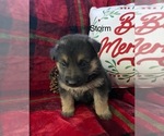 Puppy Storm German Shepherd Dog