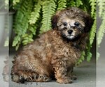 Small #3 Shih-Poo