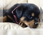 Small #33 Rottweiler