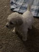 Small Photo #49 Goldendoodle Puppy For Sale in VACAVILLE, CA, USA