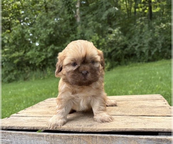 Medium Photo #3 Shih Tzu Puppy For Sale in MIDDLEBURY, IN, USA