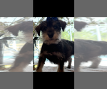 Image preview for Ad Listing. Nickname: Snoopy