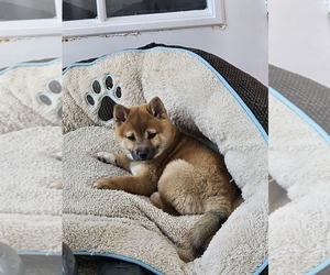 Shiba Inu Puppy for Sale in WELLINGTON, Florida USA