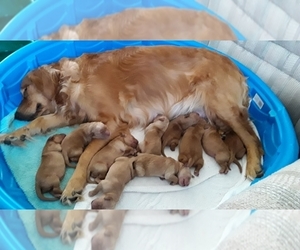Father of the Golden Retriever puppies born on 04/01/2021