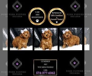 Poodle (Toy) Puppy for sale in WARSAW, IN, USA