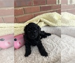 Small #3 Cavapoo-Poodle (Toy) Mix