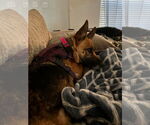 Small #11 German Shepherd Dog