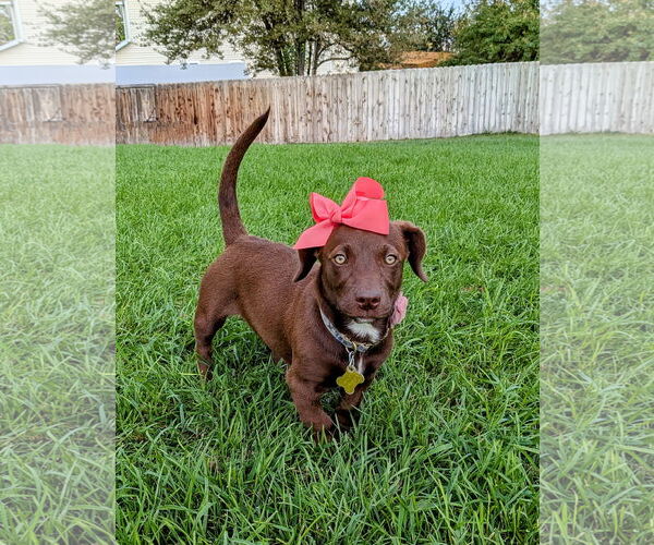 Medium Photo #16 Dachshund-Labrador Retriever Mix Puppy For Sale in Sandy, UT, USA