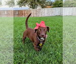 Small #15 Dachshund-Labrador Retriever Mix