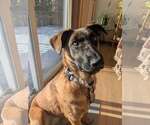 Small #15 German Shepherd Dog Mix