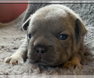 French Bulldog Puppy for sale in N PARKERSBURG, WV, USA