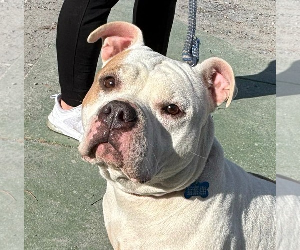 Medium Photo #4 Bulldog-Unknown Mix Puppy For Sale in Rustburg, VA, USA