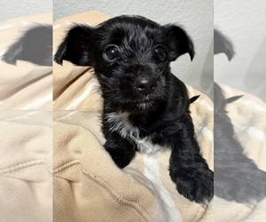 Chiweenie Puppy for sale in LITHIA, FL, USA