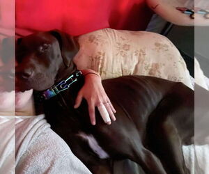 Great Dane Dogs for adoption in Foristell, MO, USA