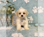 Image preview for Ad Listing. Nickname: Milo