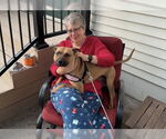 Small #9 American Pit Bull Terrier Mix