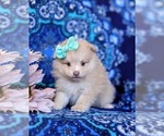 Small Photo #6 Pomeranian Puppy For Sale in CHRISTIANA, PA, USA