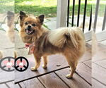 Small #1 Pomeranian