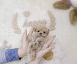 Small Photo #5 Maltipoo Puppy For Sale in Seoul, Seoul, Korea, South