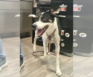 Poppy - Female Mutt Dog for Adoption - Photo #2