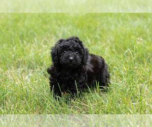 Poodle (Toy) Puppy for sale in NAPPANEE, IN, USA