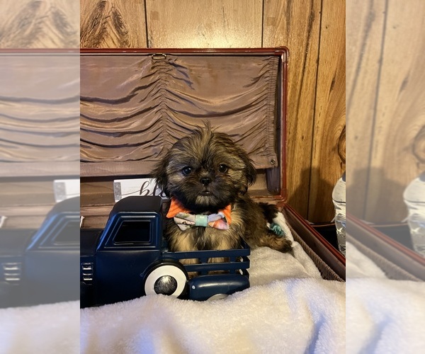 Medium Photo #5 Shih Tzu Puppy For Sale in IRON, MN, USA